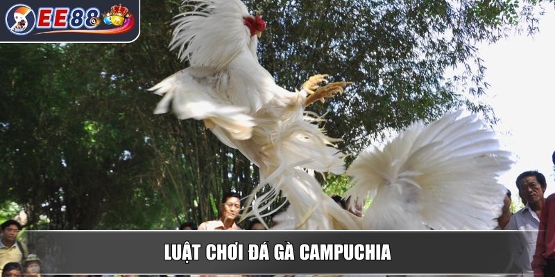 Đá Gà Campuchia - Khám Phá Luật Chơi Và Các Hình Thức Phổ Biến 3 Luật chơi đá gà Campuchia