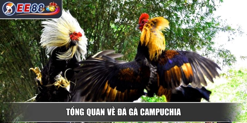 Đá Gà Campuchia - Khám Phá Luật Chơi Và Các Hình Thức Phổ Biến 2 Tổng quan về đá gà Campuchia