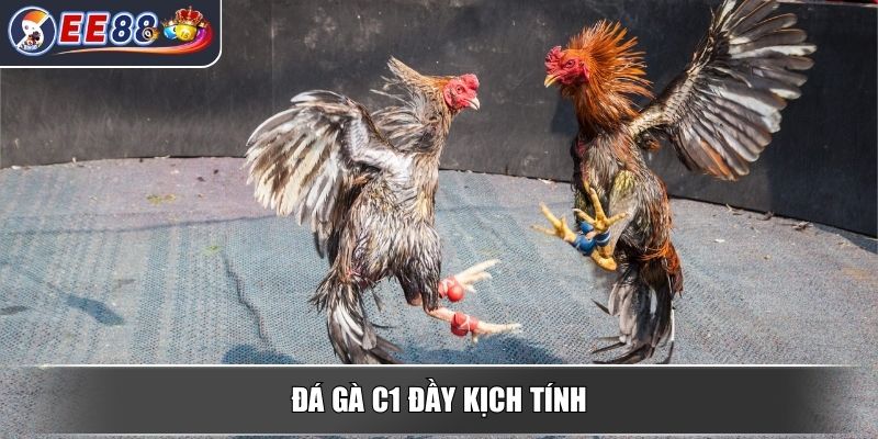 Đá gà EE88 - Trải Nghiệm Đỉnh Cao Với Những Trận Chiến Mãn Nhãn 3 Đá gà C1 đầy kịch tính