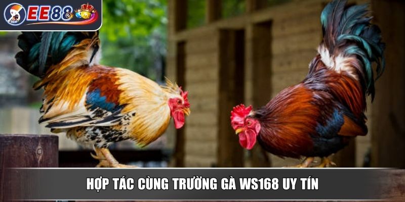 Đá gà EE88 - Trải Nghiệm Đỉnh Cao Với Những Trận Chiến Mãn Nhãn 2 Hợp tác cùng trường gà WS168 uy tín