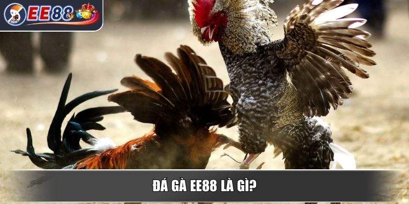Đá gà EE88 - Trải Nghiệm Đỉnh Cao Với Những Trận Chiến Mãn Nhãn 1 Đá gà EE88 là gì?