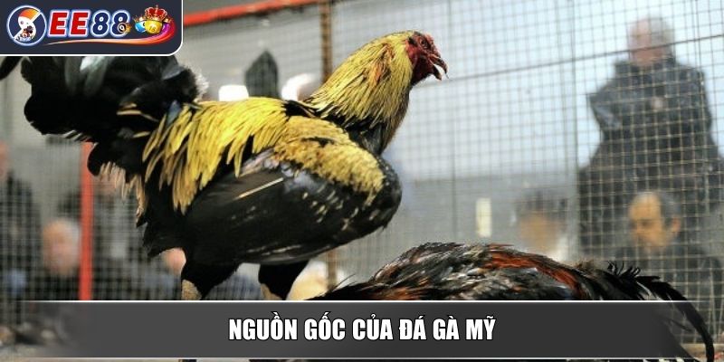 Đá Gà Mỹ - Tìm Hiểu Sâu Về Loại Hình Đá Gà Đỉnh Cao Hấp Dẫn 2 Nguồn gốc của đá gà Mỹ