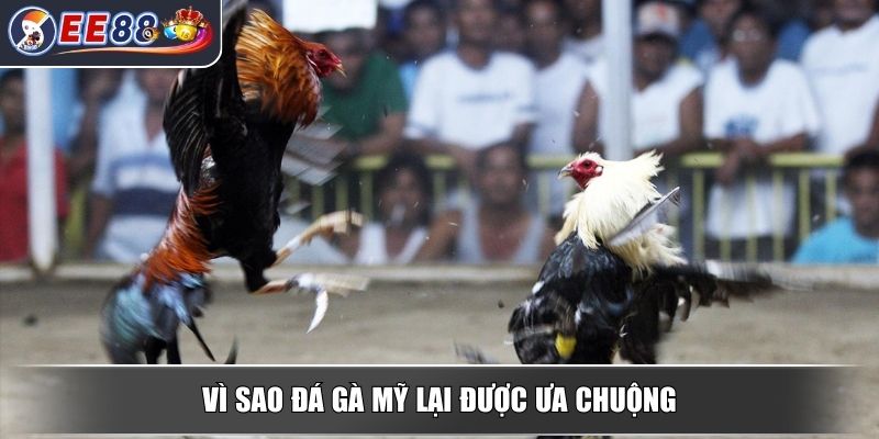 Đá Gà Mỹ - Tìm Hiểu Sâu Về Loại Hình Đá Gà Đỉnh Cao Hấp Dẫn 3 Vì sao đá gà mỹ lại được ưa chuộng
