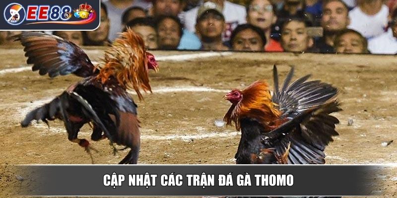 Đá Gà Thomo - Mang Đến Trải Nghiệm Đầy Kịch Tính Hấp Dẫn 3 Cập nhật các trận đá gà thomo