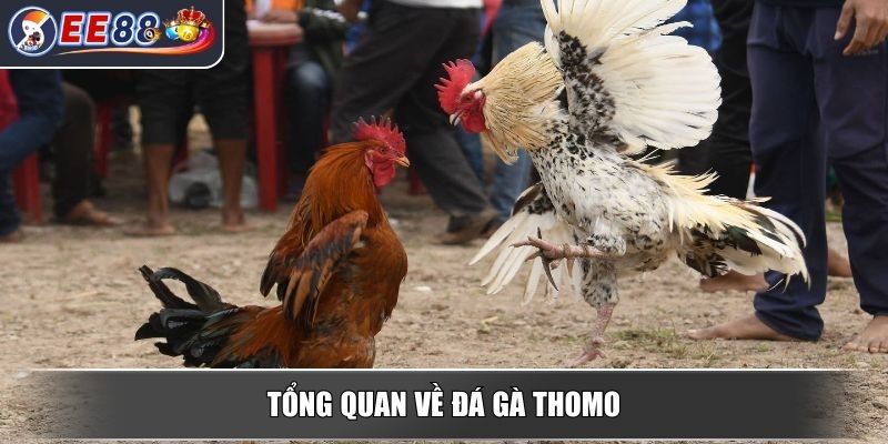 Đá Gà Thomo - Mang Đến Trải Nghiệm Đầy Kịch Tính Hấp Dẫn 2 Tổng quan về đá gà thomo